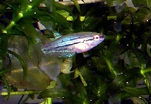 Betta Fry 7.5 weeks 3